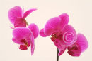 Pink orchid